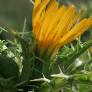 Photographie n°2491558 du taxon Scolymus hispanicus L.