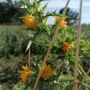 Photographie n°2491559 du taxon Scolymus hispanicus L.