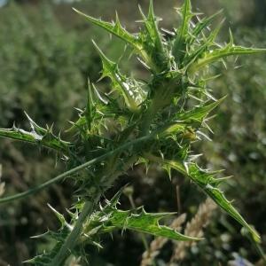 Photographie n°2491560 du taxon Scolymus hispanicus L.