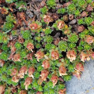 Photographie n°2491582 du taxon Saxifraga oppositifolia L. [1753]