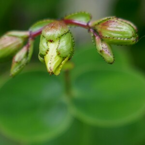 Photographie n°2491627 du taxon Hypericum nummularium L. [1753]