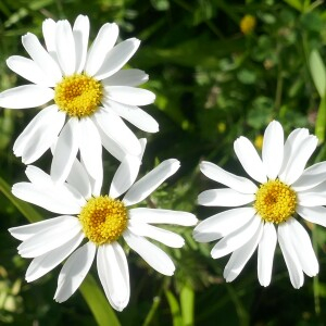 Photographie n°2491633 du taxon Tanacetum corymbosum (L.) Sch.Bip. [1844]