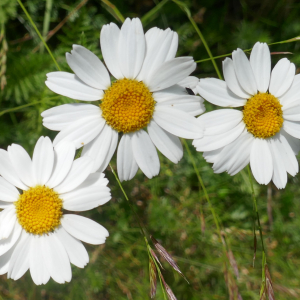 Photographie n°2491636 du taxon Tanacetum corymbosum (L.) Sch.Bip. [1844]