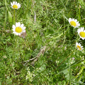 Photographie n°2491637 du taxon Tanacetum corymbosum (L.) Sch.Bip. [1844]