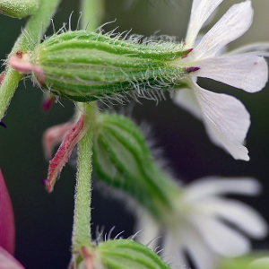 Photographie n°2491640 du taxon Silene dichotoma Ehrh. [1792]