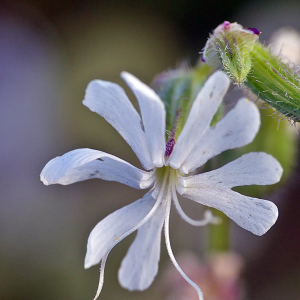 Photographie n°2491642 du taxon Silene dichotoma Ehrh. [1792]