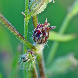 Photographie n°2491643 du taxon Silene dichotoma Ehrh. [1792]