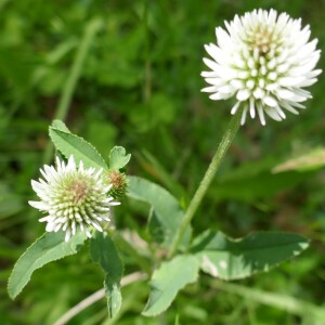 Photographie n°2491645 du taxon Trifolium montanum L.