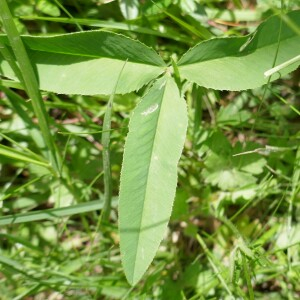 Photographie n°2491648 du taxon Trifolium montanum L.