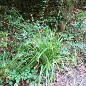 Photographie n°2491650 du taxon Carex pendula Huds. [1762]