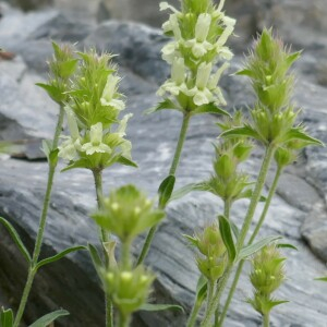 Photographie n°2491681 du taxon Sideritis hyssopifolia L. [1753]