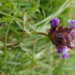 Photographie n°2491695 du taxon Prunella hastifolia Brot. [1804]