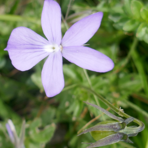 Photographie n°2491699 du taxon Viola cornuta L. [1763]