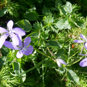 Photographie n°2491700 du taxon Viola cornuta L. [1763]