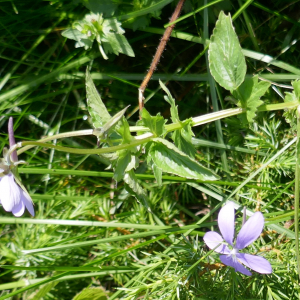 Photographie n°2491701 du taxon Viola cornuta L. [1763]