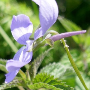 Photographie n°2491702 du taxon Viola cornuta L. [1763]