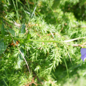 Photographie n°2491703 du taxon Viola cornuta L. [1763]