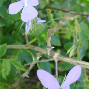 Photographie n°2491705 du taxon Viola cornuta L. [1763]