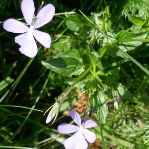 Photographie n°2491707 du taxon Viola cornuta L. [1763]