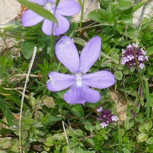 Photographie n°2491709 du taxon Viola cornuta L. [1763]