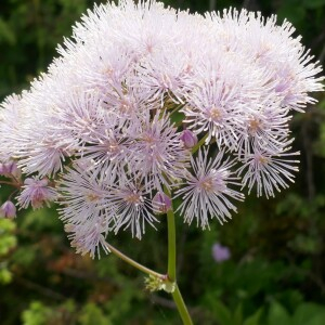 Photographie n°2491710 du taxon Thalictrum aquilegiifolium L. [1753]