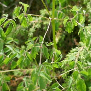 Photographie n°2491713 du taxon Thalictrum aquilegiifolium L. [1753]