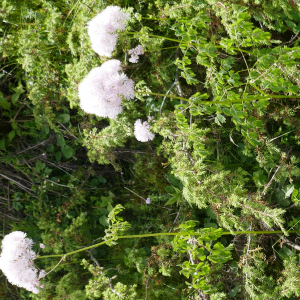 Photographie n°2491716 du taxon Thalictrum aquilegiifolium L. [1753]