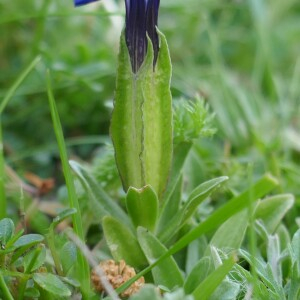 Photographie n°2491726 du taxon Gentiana verna L. [1753]