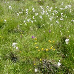 Photographie n°2491743 du taxon Eriophorum angustifolium Honck. [1782]