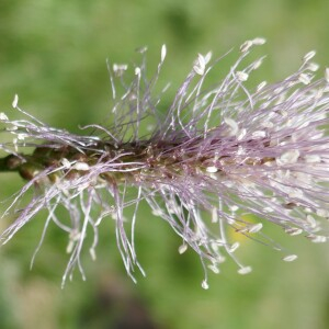 Photographie n°2491744 du taxon Plantago media L.