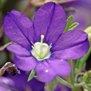 Photographie n°2491780 du taxon Legousia speculum-veneris (L.) Chaix [1785]