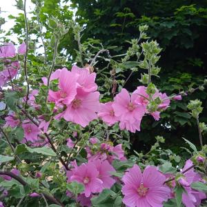 Photographie n°2491796 du taxon Malva thuringiaca (L.) Vis. [1852]