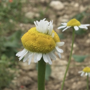 Photographie n°2491813 du taxon Matricaria recutita L.