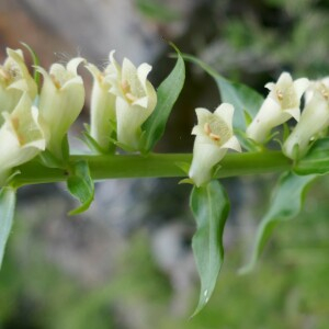 Photographie n°2491822 du taxon Digitalis lutea L.