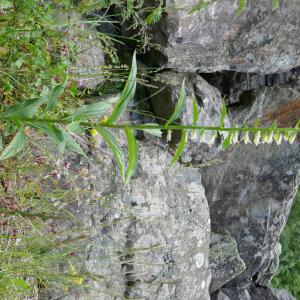 Photographie n°2491823 du taxon Digitalis lutea L.