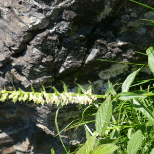 Photographie n°2491830 du taxon Digitalis lutea L.