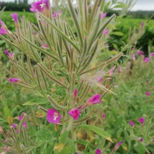 Photographie n°2491842 du taxon Epilobium hirsutum L.