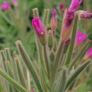 Photographie n°2491843 du taxon Epilobium hirsutum L.