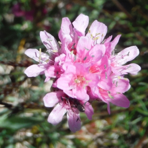 Photographie n°2491853 du taxon Armeria alpina Willd. [1809]