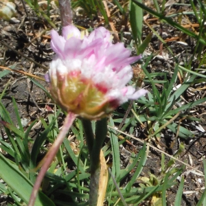 Photographie n°2491854 du taxon Armeria alpina Willd. [1809]