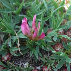Photographie n°2491906 du taxon Trifolium alpinum L. [1753]