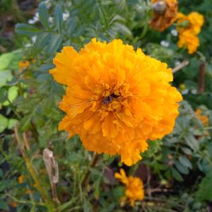 Photographie n°2492049 du taxon Tagetes patula L. [1753]