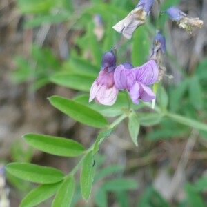 Photographie n°2492083 du taxon Lathyrus linifolius (Reichard) Bässler [1971]