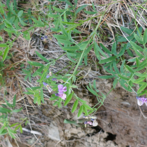 Photographie n°2492084 du taxon Lathyrus linifolius (Reichard) Bässler [1971]