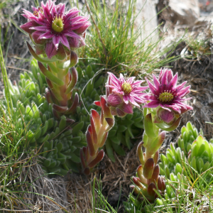 Photographie n°2492095 du taxon Sempervivum montanum L. [1753]