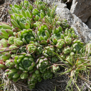 Photographie n°2492098 du taxon Sempervivum montanum L. [1753]