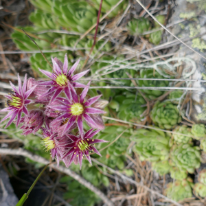 Photographie n°2492100 du taxon Sempervivum montanum L. [1753]