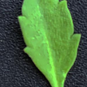 Photographie n°2492104 du taxon Phyla nodiflora (L.) Greene [1899]