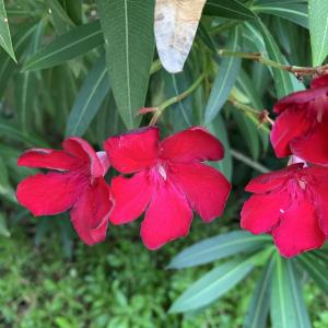 Photographie n°2492131 du taxon Nerium oleander L. [1753]