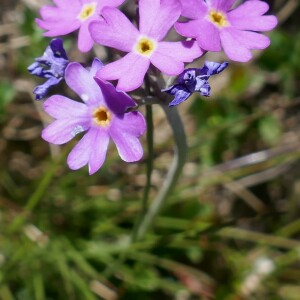 Photographie n°2492149 du taxon Primula farinosa L. [1753]